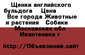 Щенки английского бульдога  › Цена ­ 60 000 - Все города Животные и растения » Собаки   . Московская обл.,Ивантеевка г.